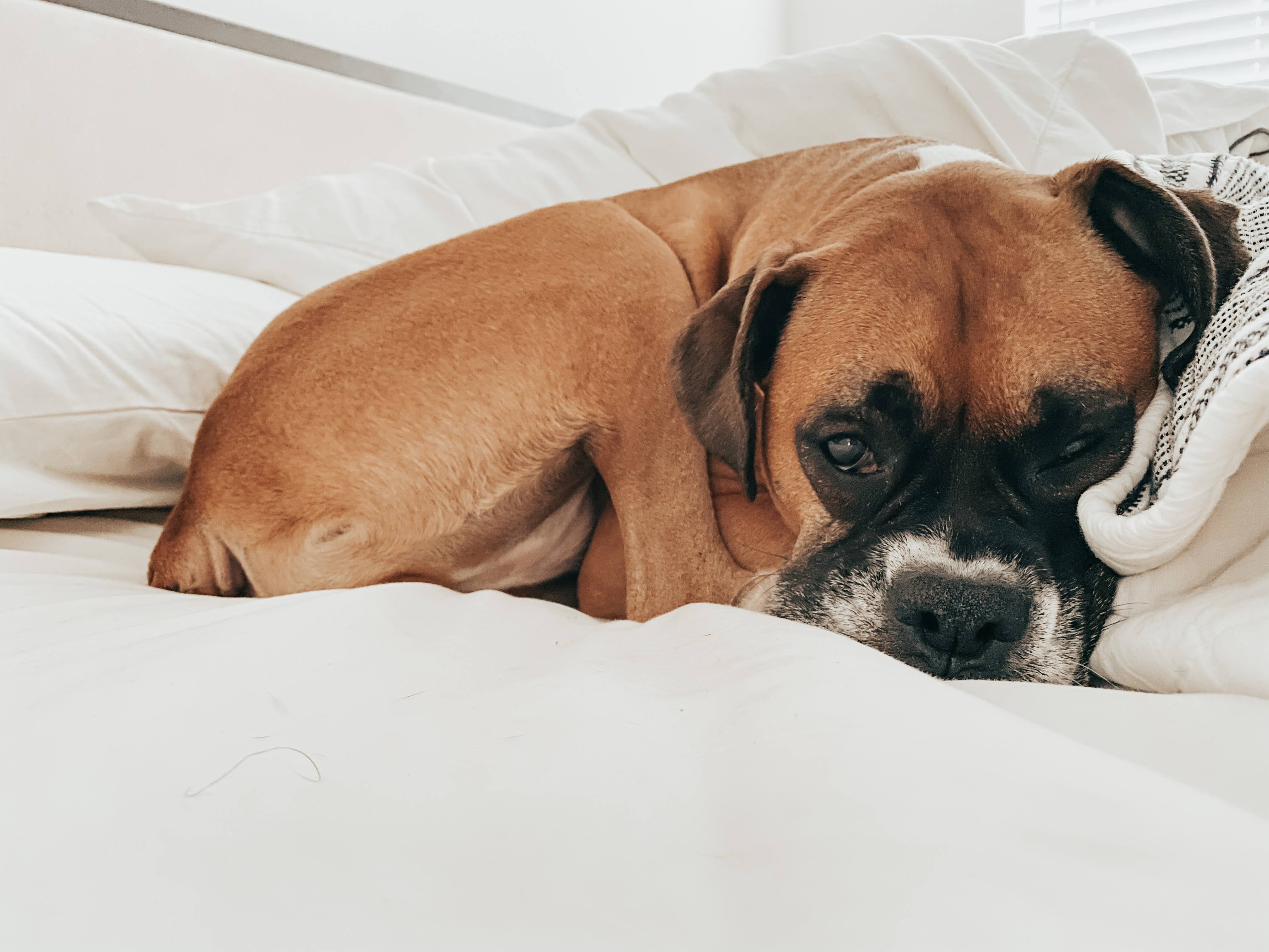 A boxer dog laying 